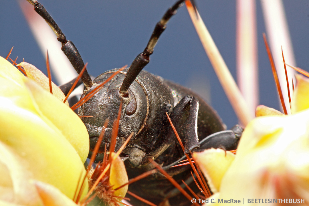Having a little fun with the close-ups - he's peaking!